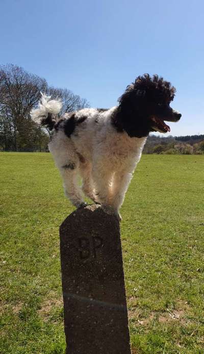 Alles rund um den Pudel-Beitrag-Bild