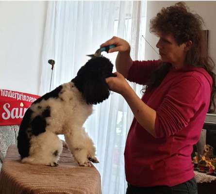 Alles rund um den Pudel-Beitrag-Bild