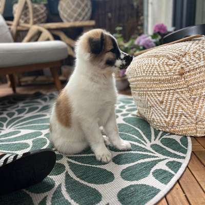 Hundetreffen-10 Wochen alter Welpe sucht Spielgefährten-Bild