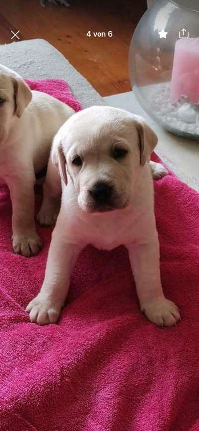 Das erste Bild eures Hundes-Beitrag-Bild