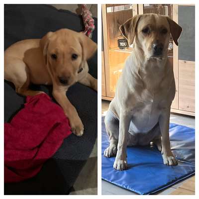 Vom Welpen zum Hund-Beitrag-Bild