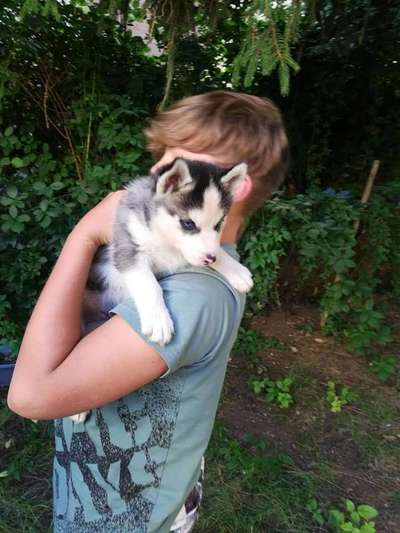 Welpen Bilder !-Beitrag-Bild