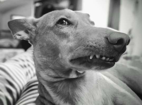 Lustige Hundenamen-Beitrag-Bild