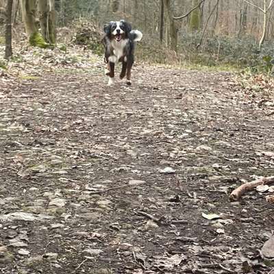 Hundetreffen-Gassi/-Spiel-Bild