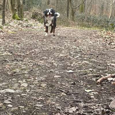 Hundetreffen-Gassi/-Spiel-Bild