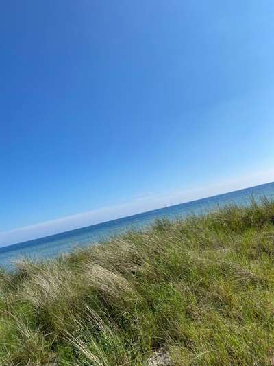 Die wunderschöne Welt mit Hund.-Beitrag-Bild