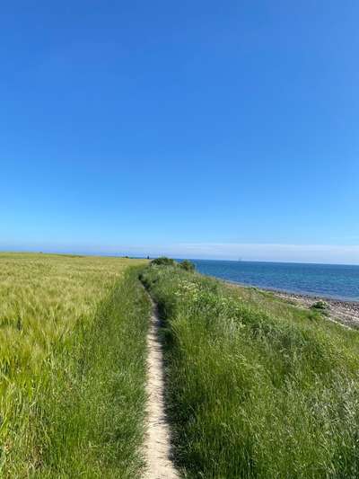 Die wunderschöne Welt mit Hund.-Beitrag-Bild