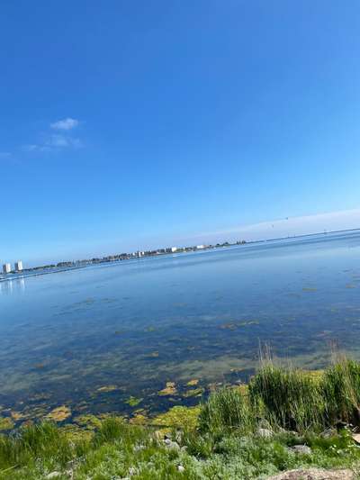 Die wunderschöne Welt mit Hund.-Beitrag-Bild