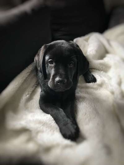 Welpen Bilder !-Beitrag-Bild