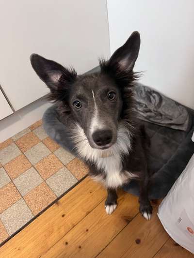 TierschutzhundeStammtisch🐕-Beitrag-Bild