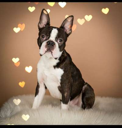 Boston Terrier Liebhaber❤️-Beitrag-Bild