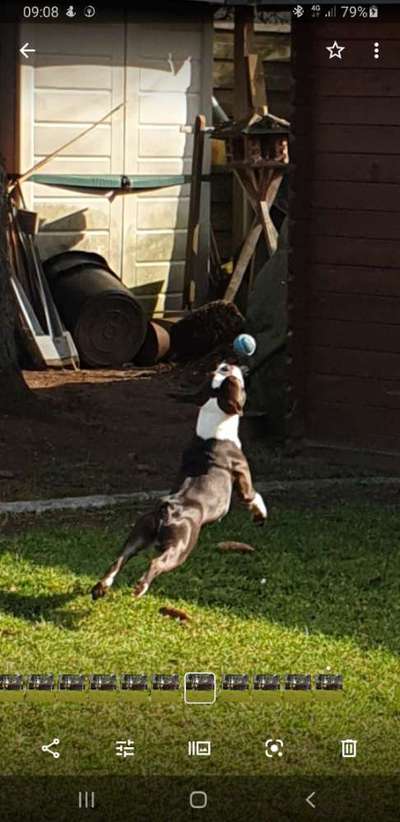 Boston Terrier Liebhaber❤️-Beitrag-Bild