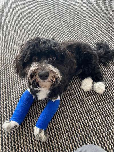 CARPUS VALGUS, RADIUS CURVUS, SHORT-ULNA-SYNDROM-Beitrag-Bild