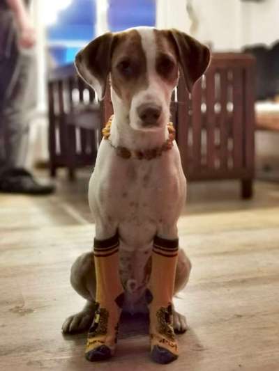 Hier ist der Spaßthread. Zum Schmunzeln und Kaputtlachen-Beitrag-Bild