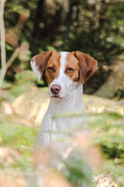 Mischlingshunde Foto Aufruf-Beitrag-Bild