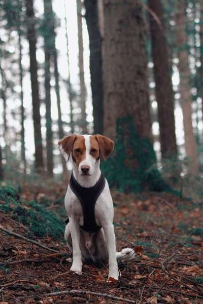 Wald Bild-Beitrag-Bild