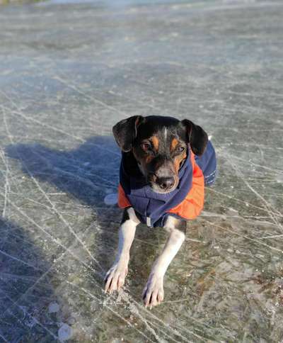 Die Dogorama Wochen Challenge: “Dein Hund im Urlaub”-Beitrag-Bild