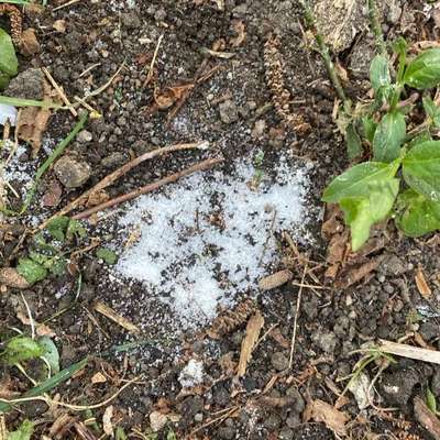 Giftköder-Möglicher Giftköder-Bild