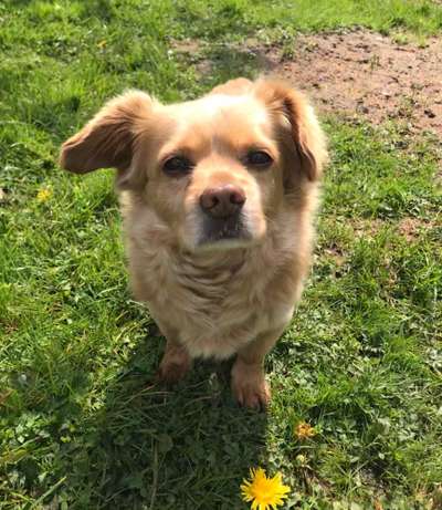 Dogorama Photo Challenge - Hundeblick zum hinschmelzen-Beitrag-Bild