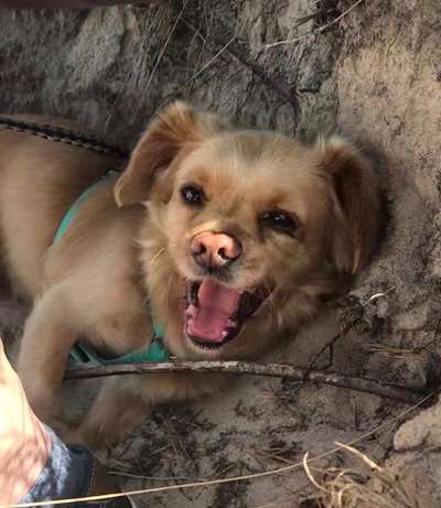 Lachen😀 eure Hunde auch so gerne😂-Beitrag-Bild