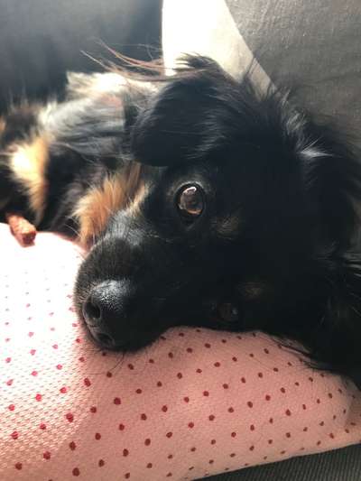 Dogorama Photo Challenge - Hundeblick zum hinschmelzen-Beitrag-Bild