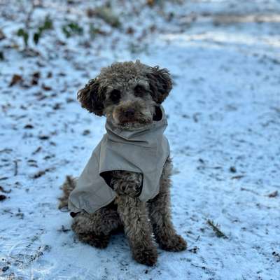 Hundetreffen-Gassi- und Spielrunde in Leonberg