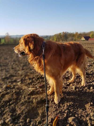 Zeigt mal die schönsten Bilder von euren Hunden !-Beitrag-Bild