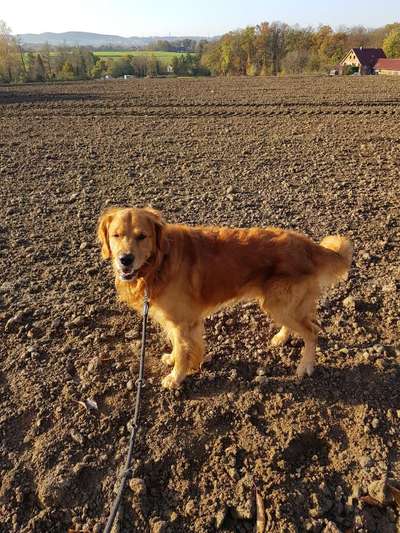 Challenge: Rate den Charakter und die Rudelposition eines Hundes-Beitrag-Bild