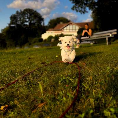 Hundetreffen-Spiel/Gassitreffen-Bild
