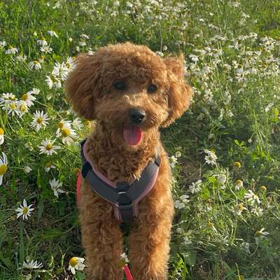 Hundetreffen-Welpen-Bild