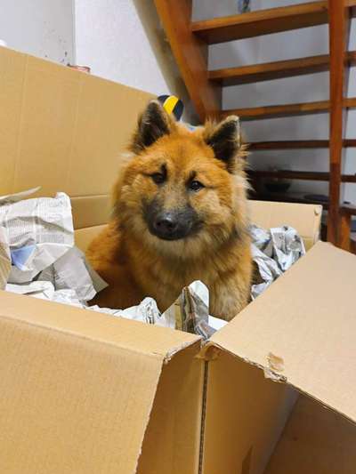 Eurasier hier?-Beitrag-Bild