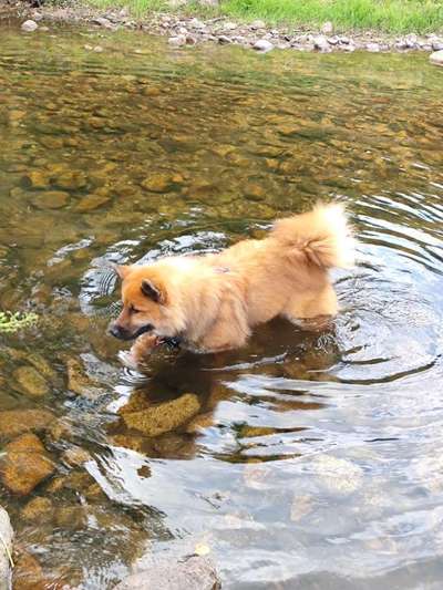 Eurasier hier?-Beitrag-Bild