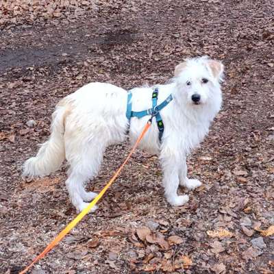 Suchmeldung-Stitch-Bild