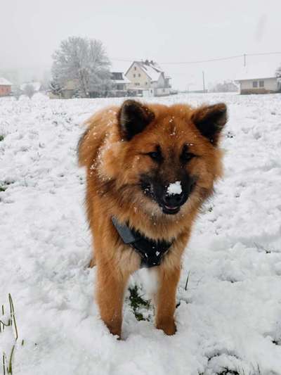 Der erste Schnee, zeigt uns eure tollen Schneemomente-Beitrag-Bild