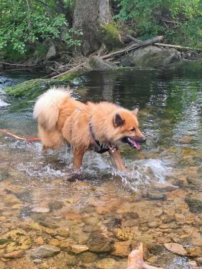 Eurasier hier?-Beitrag-Bild