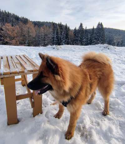 Eurasier hier?-Beitrag-Bild