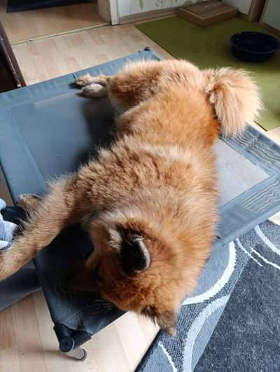 Decke für Hunde denen schnell warm ist-Beitrag-Bild