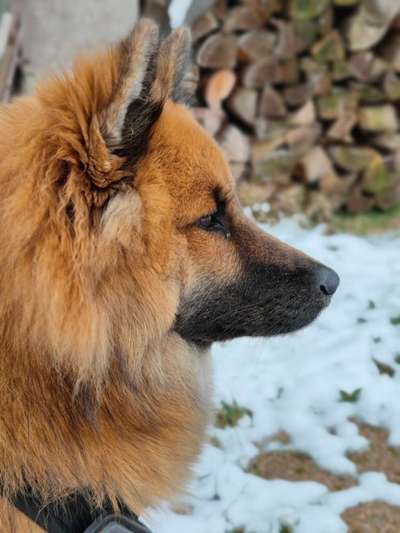 Hunde Porträt (Portrait) Galerie....-Beitrag-Bild