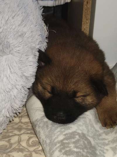 Eurasier hier?-Beitrag-Bild