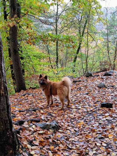 Eurasier hier?-Beitrag-Bild