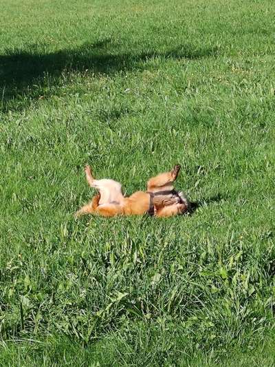 Dogorama Photo Challenge - Wälzen-Beitrag-Bild