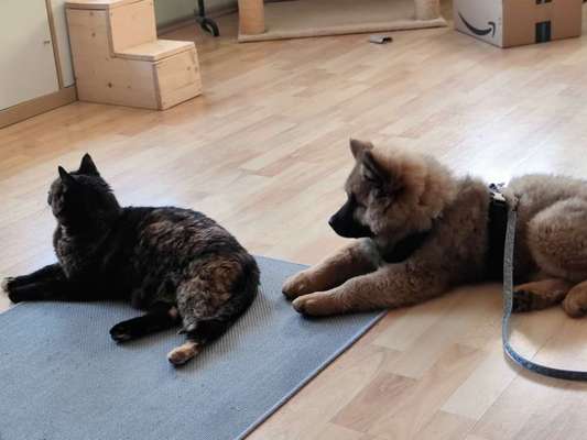 Hunde/Katzenmensch :P-Beitrag-Bild