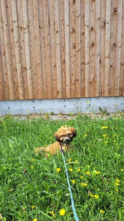 Pfötchen-Beitrag-Bild