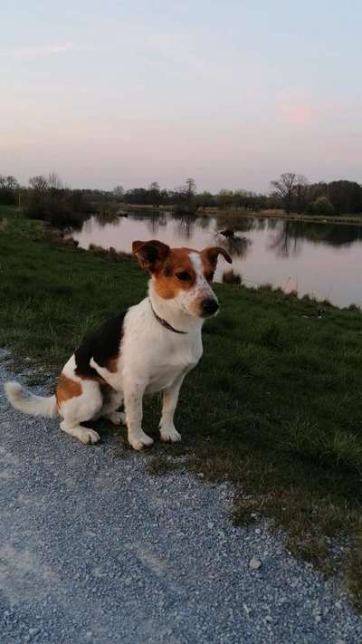 Dogorama-Monats-Challenge-Mai "Wasser"-Beitrag-Bild