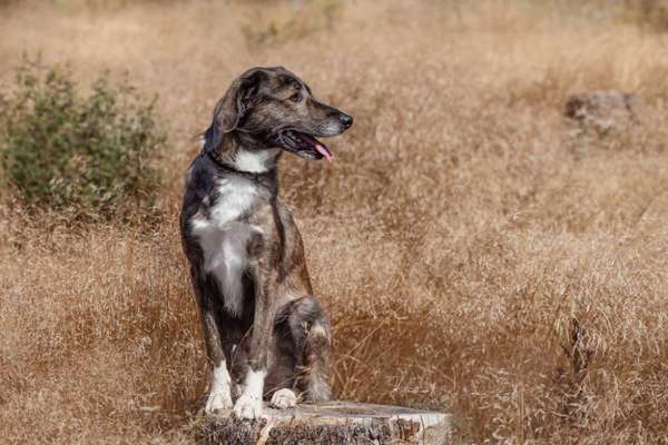 Auslandstierschutz-Beitrag-Bild