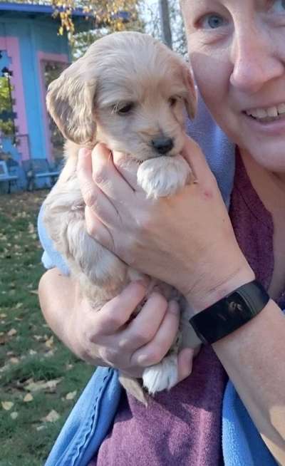 Welpen Bilder !-Beitrag-Bild