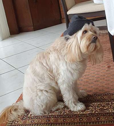 Wuschelhunde gesucht-Beitrag-Bild