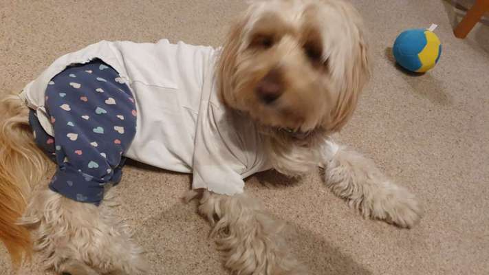 Futterumstellung abbrechen?-Beitrag-Bild