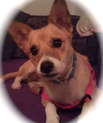 Bernhadiner-Beitrag-Bild