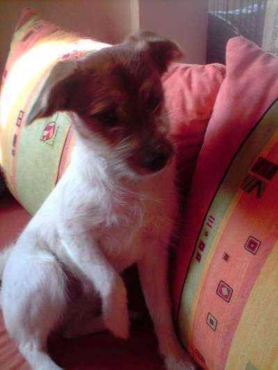 Bernhadiner-Beitrag-Bild